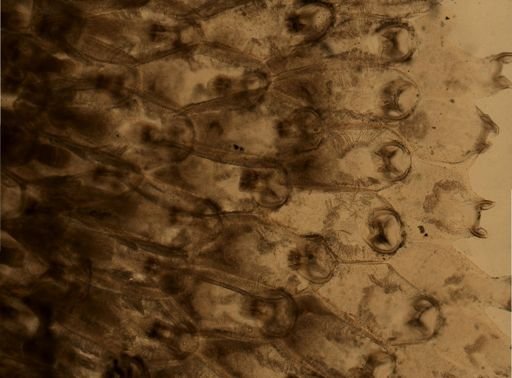 Pherusella brevituba