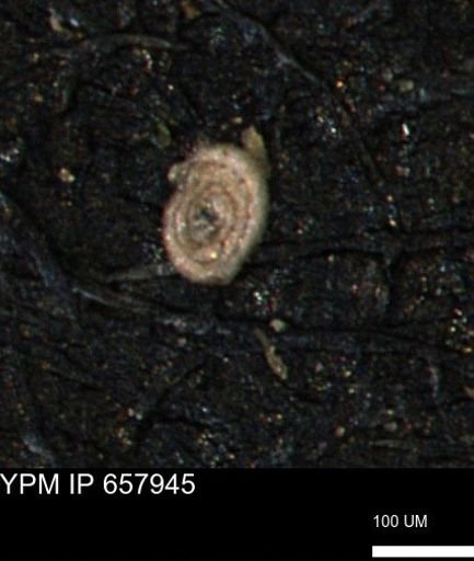 Spirolocammina subcircularis