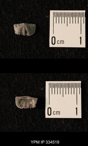 Mesolobus striatus