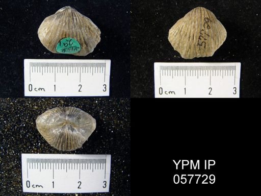 Anastrophia verneuili