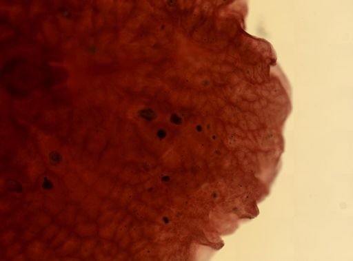 Plehnia ellipsoides