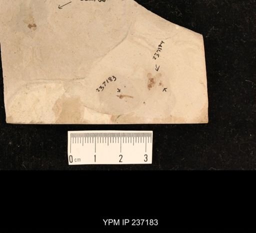 undet. Tipulidae