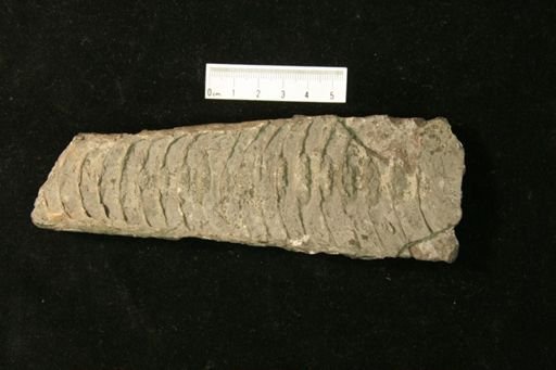 Actinoceras tenifilum