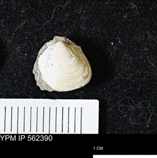 Limopsis striatopunctatus