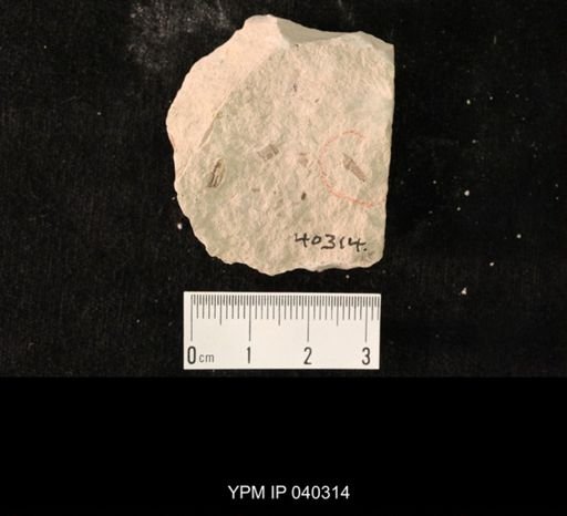 undet. Hexapoda