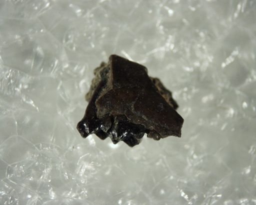 Tetonoides tenuiculus