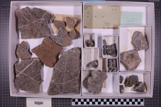 mixed taxa, stratigraphic collection