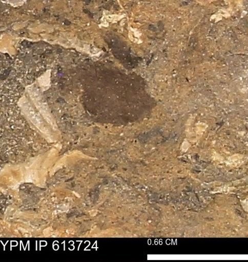 Scaphites sp.