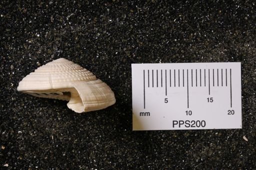 Architectonica nobilis