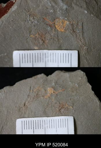 Echinodermata?