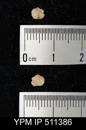 undet. Dalmanelloidea