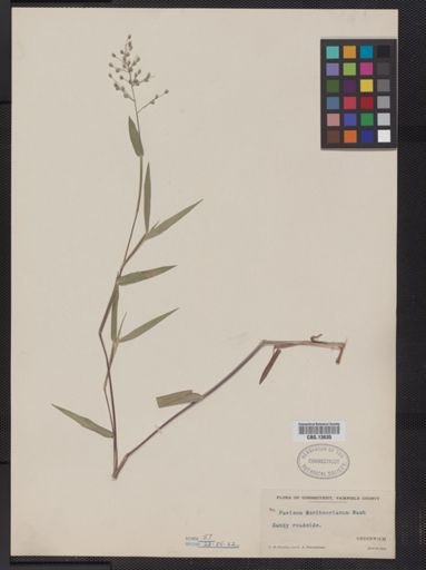 Panicum oligosanthes