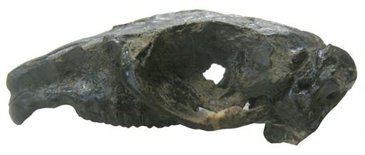 Pachyrukhos moyani