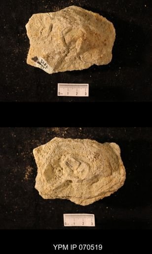 Favosites louisvillensis