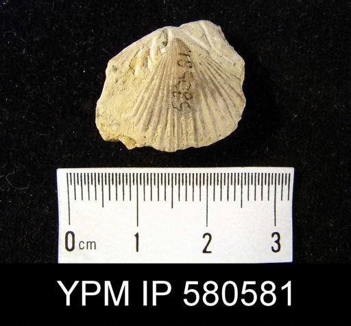 undet. Brachiopoda
