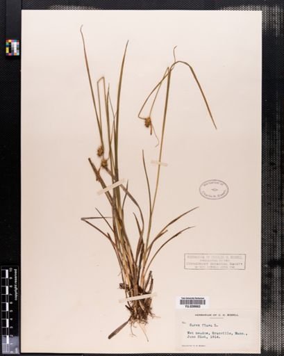 Carex flava