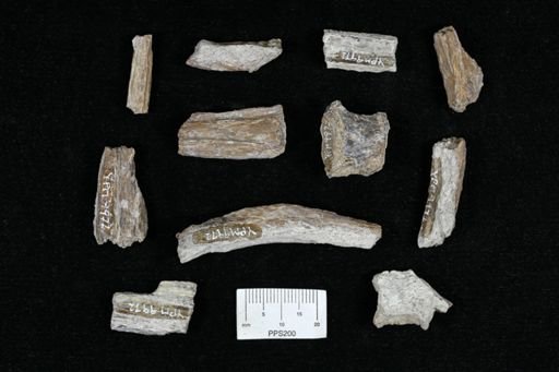 undet. Actinopterygii