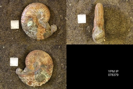 Hoploscaphites nicolletii