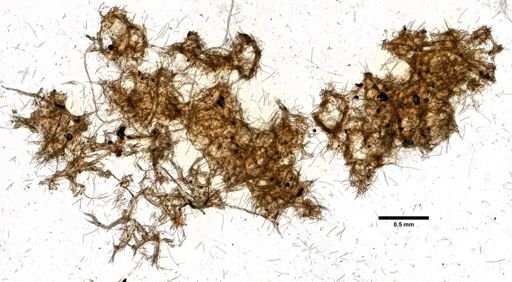 Pachychalina elastica
