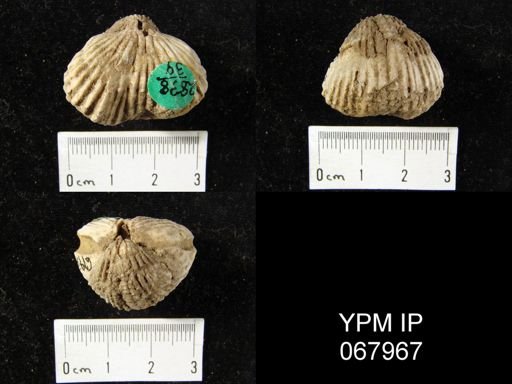 Anastrophia verneuili