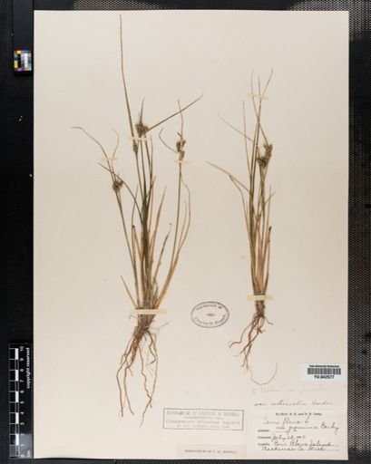 Carex viridula