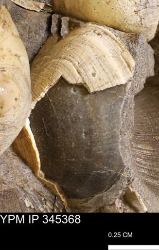 Limopsis striatopunctatus