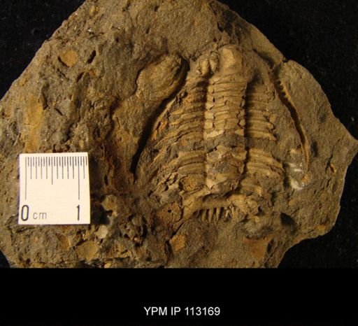Acidaspis keyserlingi