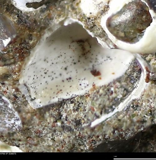 Corbulamella gregaria