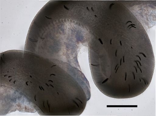Stephanomia amphytridis