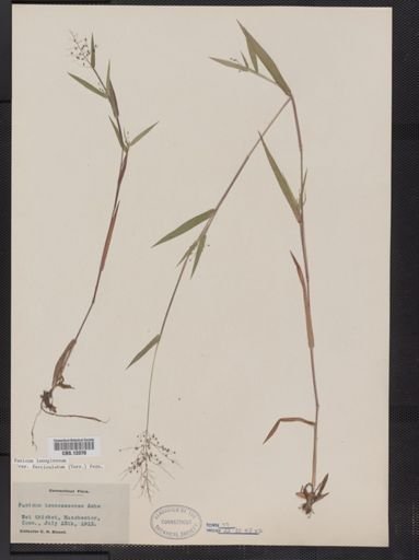 Panicum lanuginosum