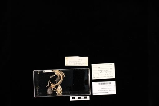 Hemitheconyx caudicinctus