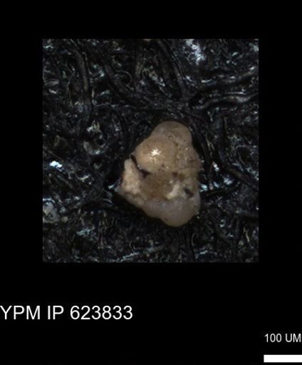 undet. Foraminiferida