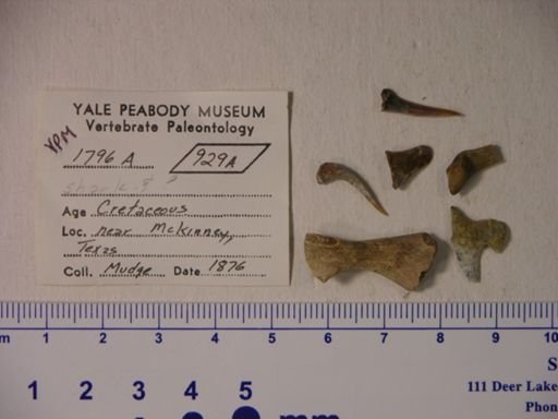 Chondrichthyes