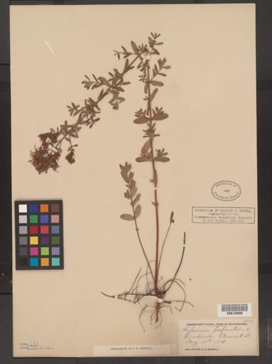 Hypericum perforatum