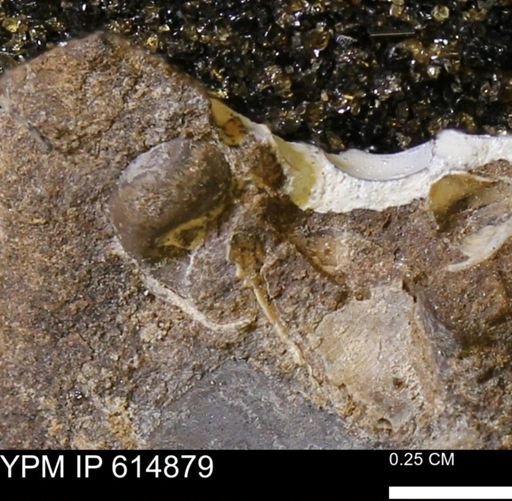 undet. Gastropoda
