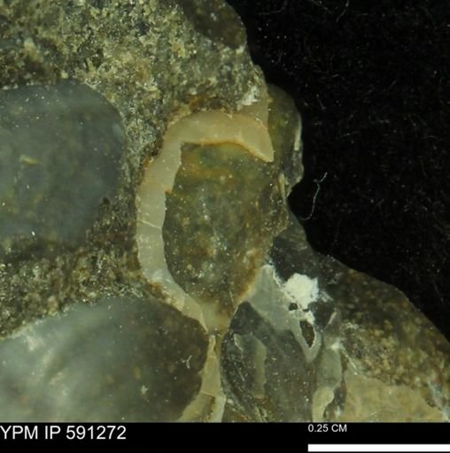 Tenuipteria fibrosa