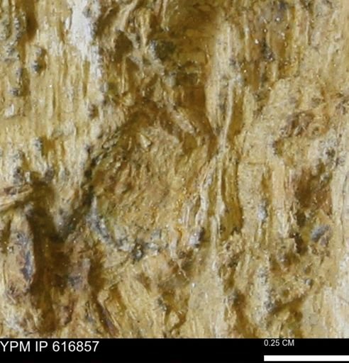 Teredo sp.