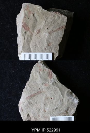 undet. Ichnofossil