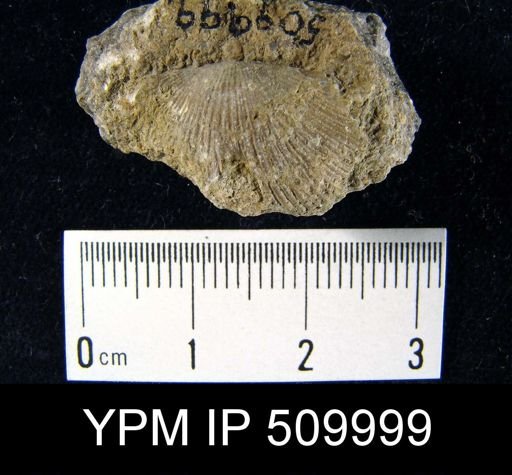 Strophodonta sp.