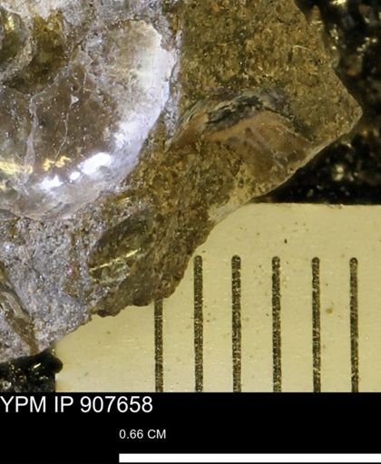 undet. Mollusca