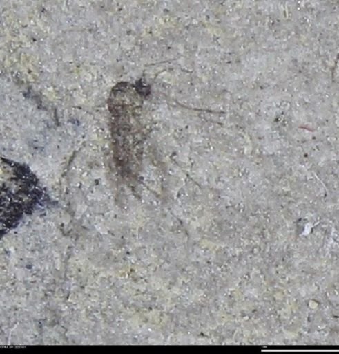undet. Insecta