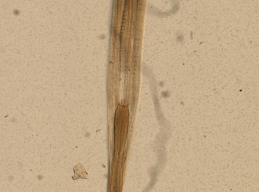 Ancylostoma caninum