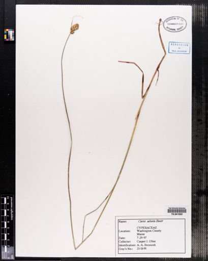 Carex adusta
