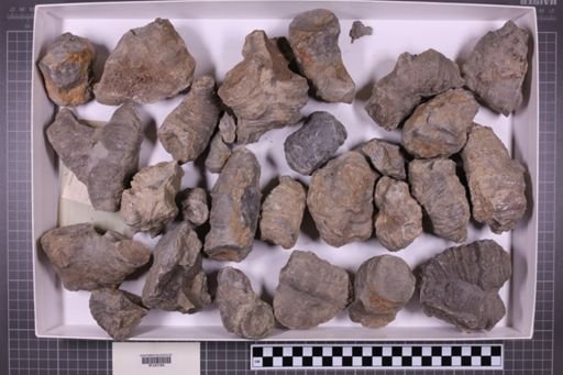 mixed taxa, stratigraphic collection
