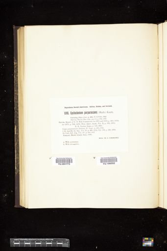 Cystoclonium purpurascens