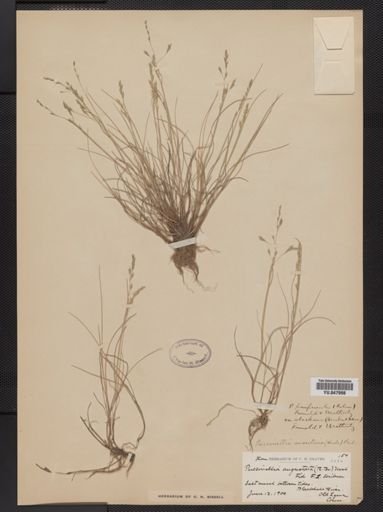 Puccinellia maritima