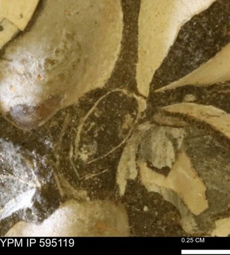 Protocardia sp.