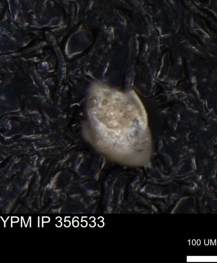undet. Foraminiferida