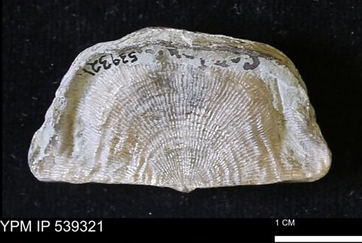 Leptaena rhomboidalis
