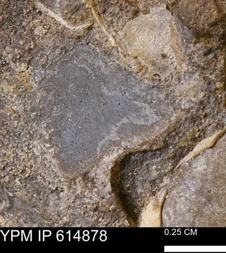 undet. Mollusca